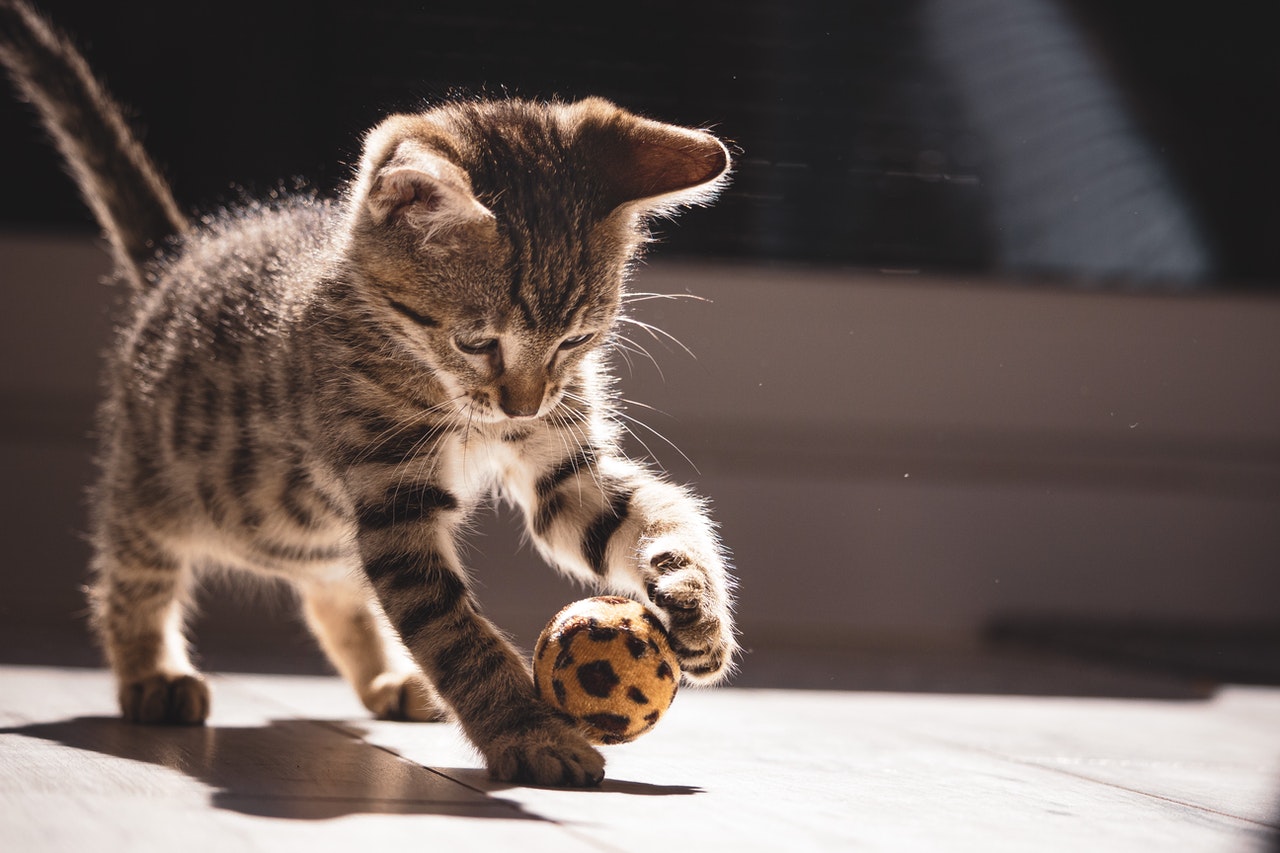 7 ways to have the best staycation ever - get a furry friend - photo of grey kitten playing with ball